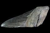 Partial Fossil Megalodon Tooth #82837-1